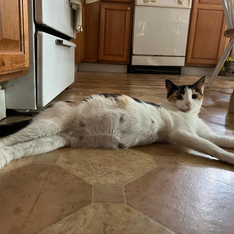 An adult large-sized female Calico Domestic Short Hair cat named Willow for adoption in Providence, RI
