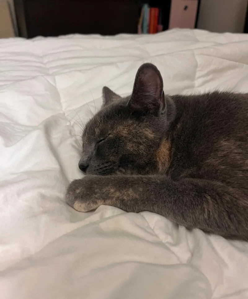 A young medium-sized female Tortoiseshell Domestic Short Hair cat named Aperol Spritz for adoption in Baton Rouge, LA