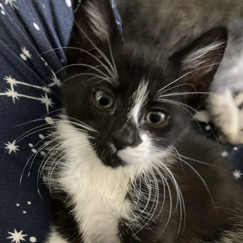 A baby small-sized male Black Domestic Short Hair cat named Bobby for adoption in Riverside, CA