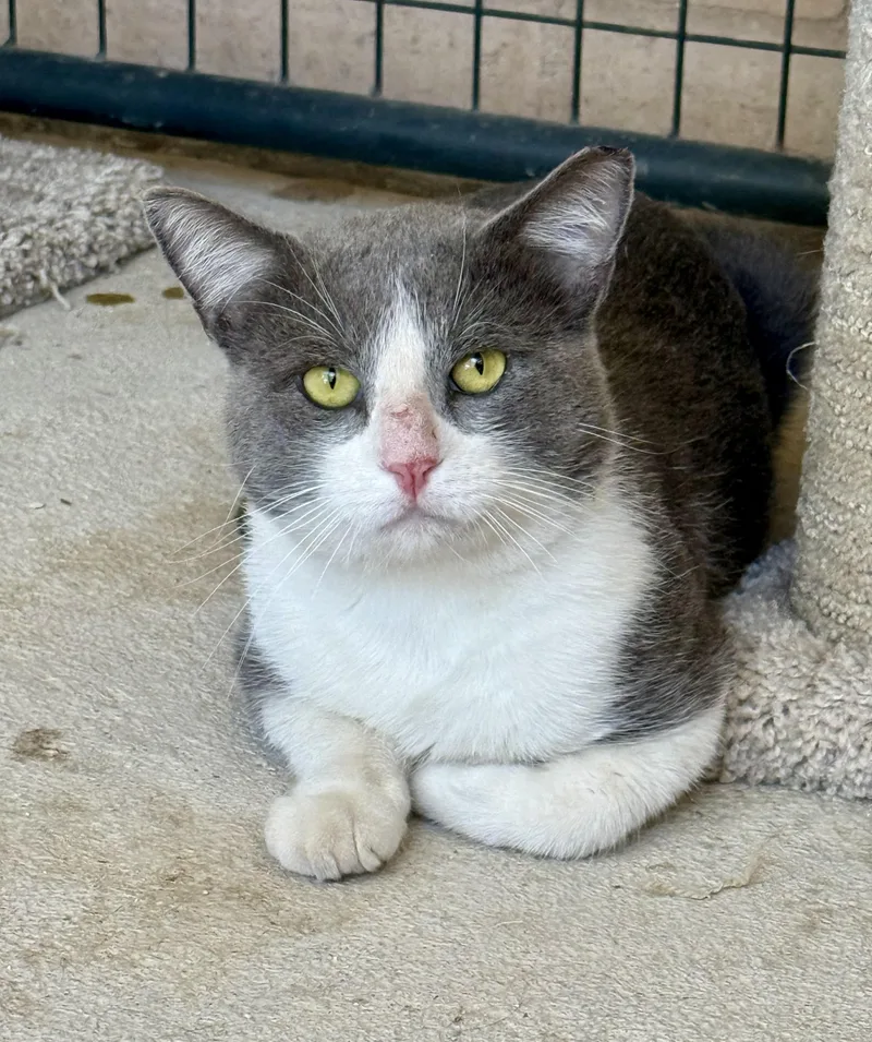 An adult medium-sized male Gray & White Domestic Short Hair cat named Avi for adoption in Marana, AZ