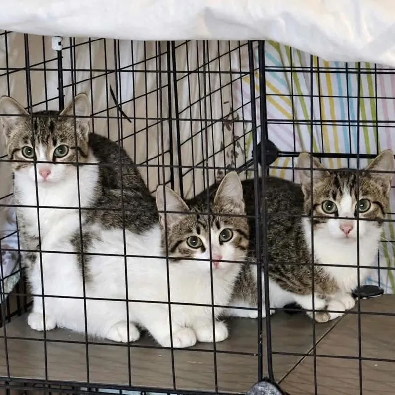 A baby medium-sized male White Domestic Short Hair cat named Fizzy for adoption in Wadena, MN