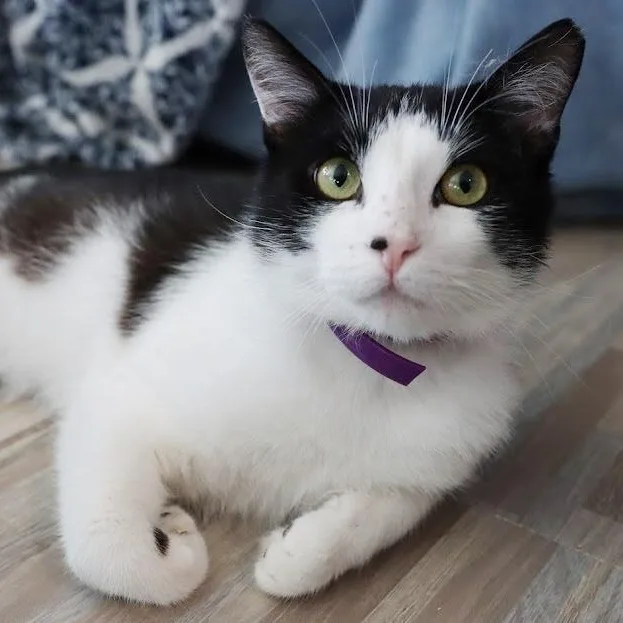 Street Sweetest Boy thumbnail 5