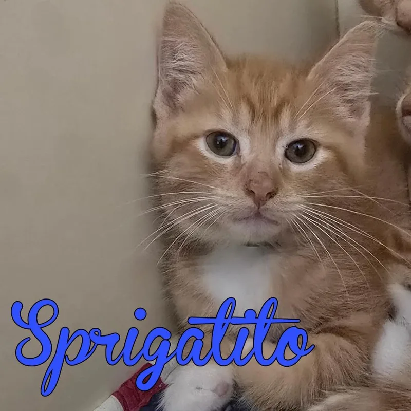 A baby small-sized male Domestic Short Hair cat named Sprigatito for adoption in Hillsboro, OH