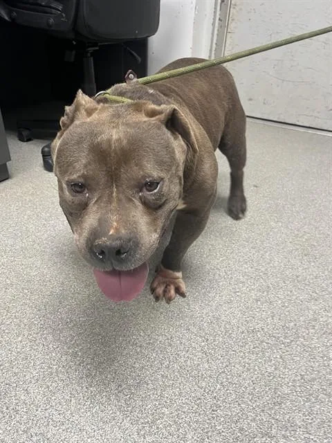 An adult large-sized male American Staffordshire Terrier dog named Mack for adoption in Lincolnton, NC