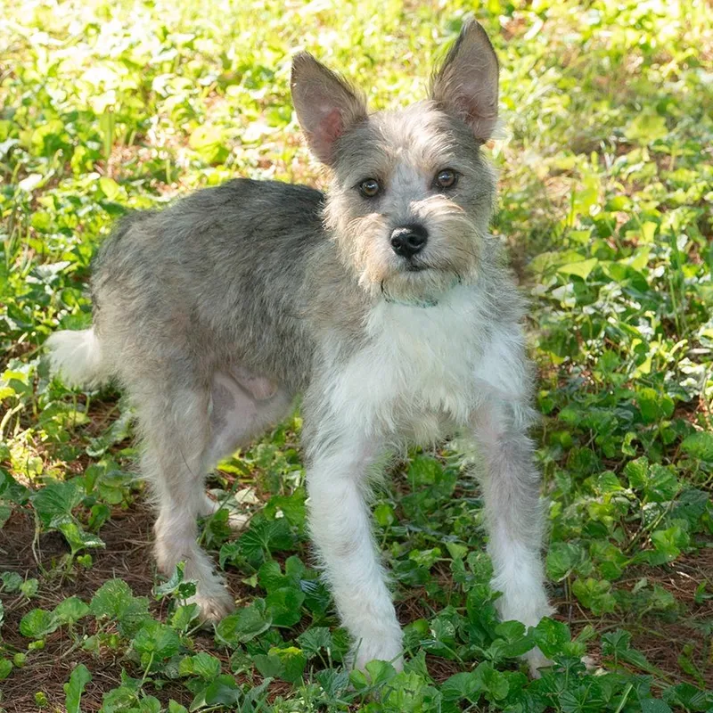 A baby medium-sized male Terrier dog named Sparta for adoption in Troy, OH