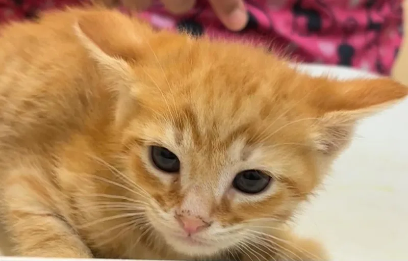 A baby small-sized male Domestic Short Hair cat named Beta for adoption in Elizabethton, TN