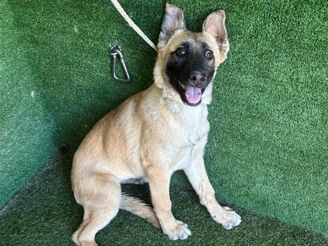 A baby small-sized female German Shepherd Dog dog named Lovely for adoption in Lancaster, CA