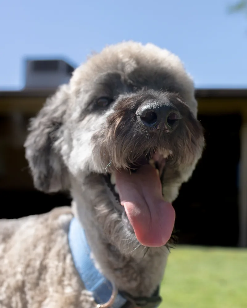 An adult medium-sized male Goldendoodle dog named Jax for adoption in Phoenix, AZ