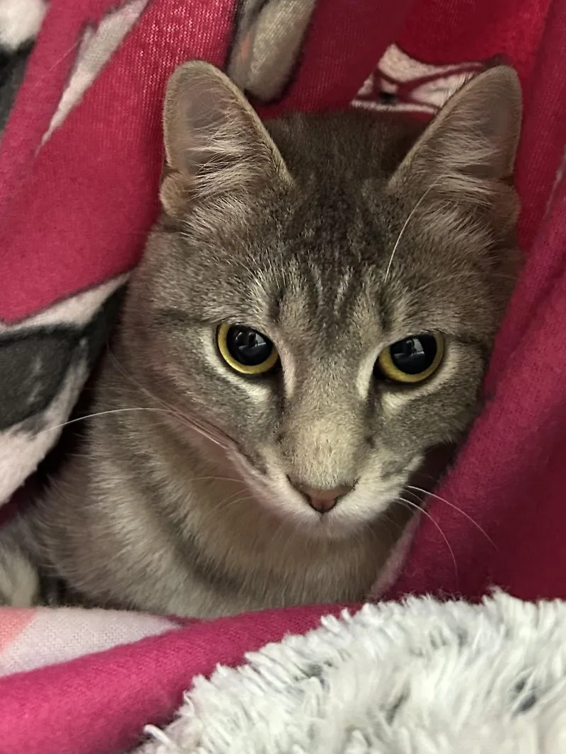 An adult medium-sized female Tabby (Gray / Blue / Silver) Domestic Short Hair cat named Banana Split for adoption in Mason City, IA
