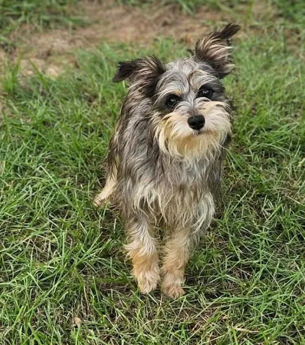 A young small-sized female Yorkshire Terrier dog named Princess Maxi in LA for adoption in Cranston, RI