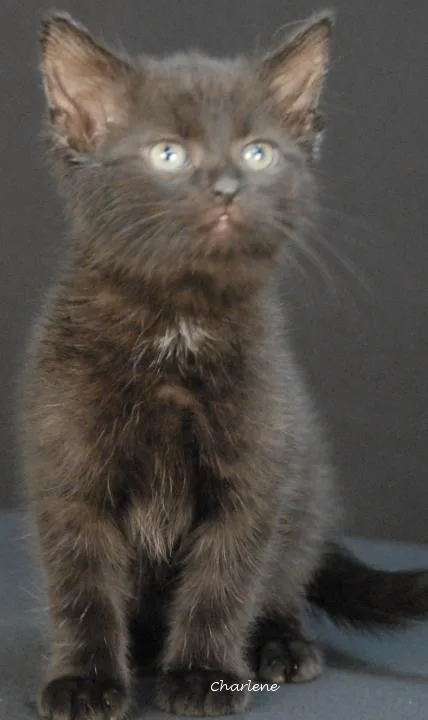 A baby medium-sized female Black Domestic Short Hair cat named Stats for adoption in Newland, NC