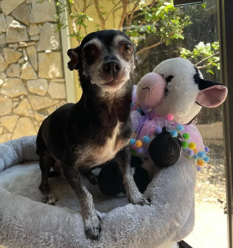 An adult small-sized female Chihuahua dog named Mrs. Bennet for adoption in Fort Worth, TX
