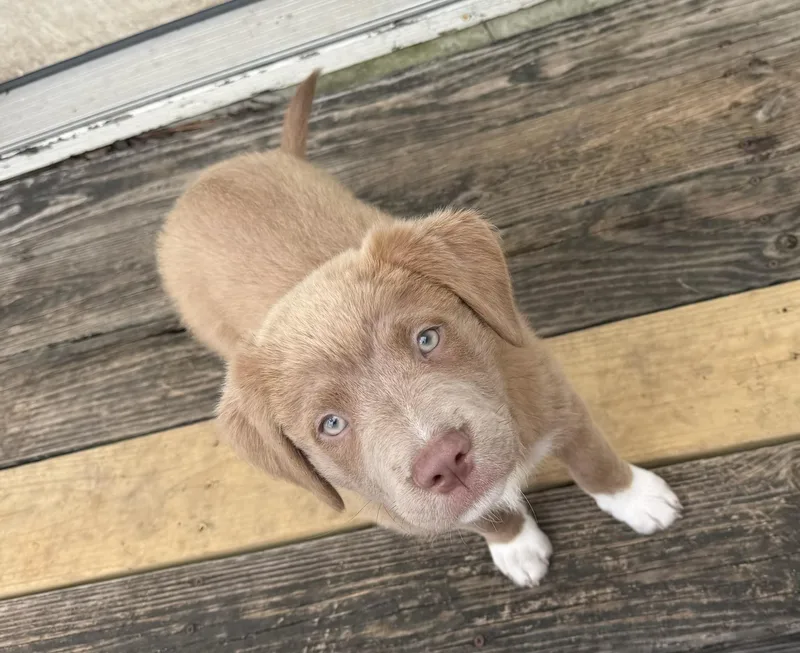 A young medium-sized female Yellow / Tan / Blond / Fawn Mixed Breed dog named Honey Bea for adoption in Cypress, TX