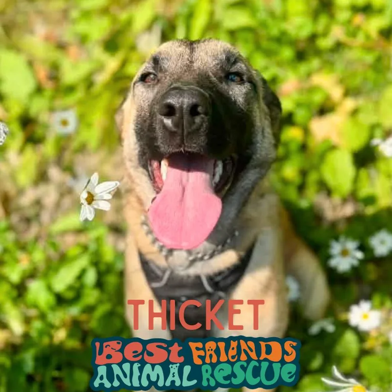 Thicket thumbnail 2