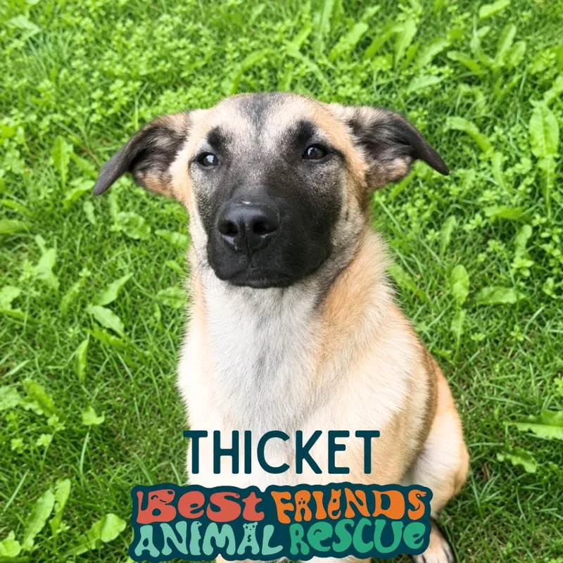 Thicket thumbnail 3