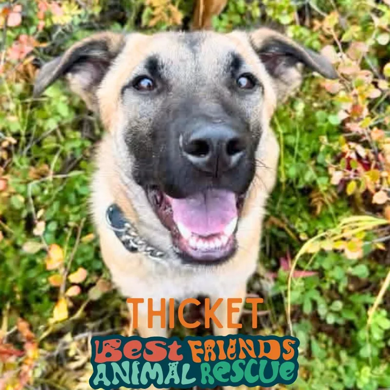 Thicket thumbnail 4