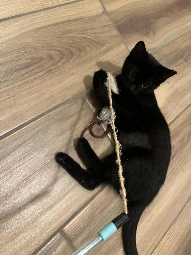 Tuesday K thumbnail 5