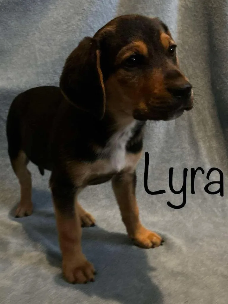 Lyra thumbnail 2