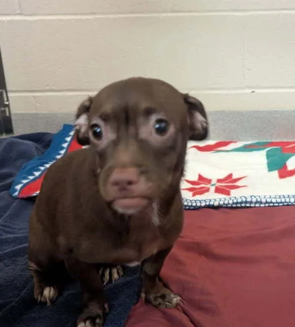 A baby small-sized female Chihuahua dog named Big Red for adoption in El Cajon, CA