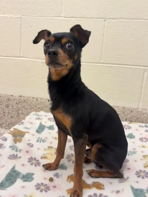 A young medium-sized male Chihuahua dog named Branch for adoption in Brighton, CO