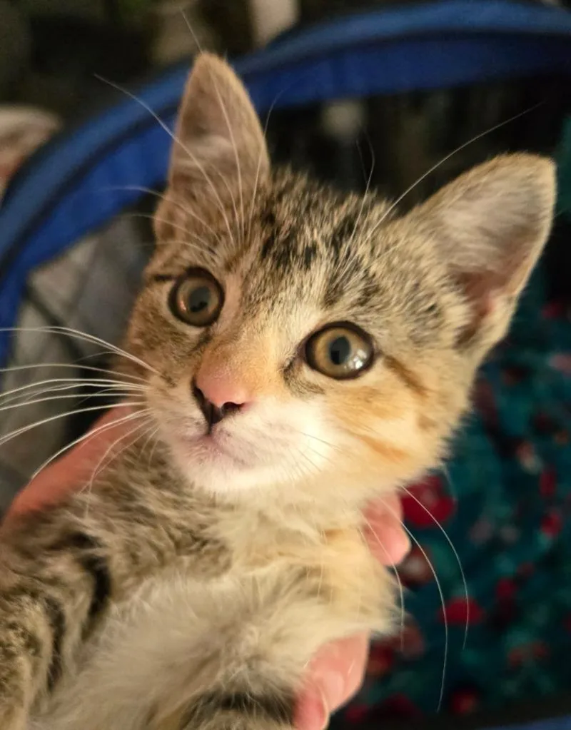 A baby medium-sized female Domestic Short Hair cat named Razzles for adoption in South Bend, IN