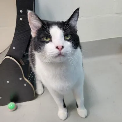 An adult small-sized male Domestic Short Hair cat named Louis for adoption in Largo, FL