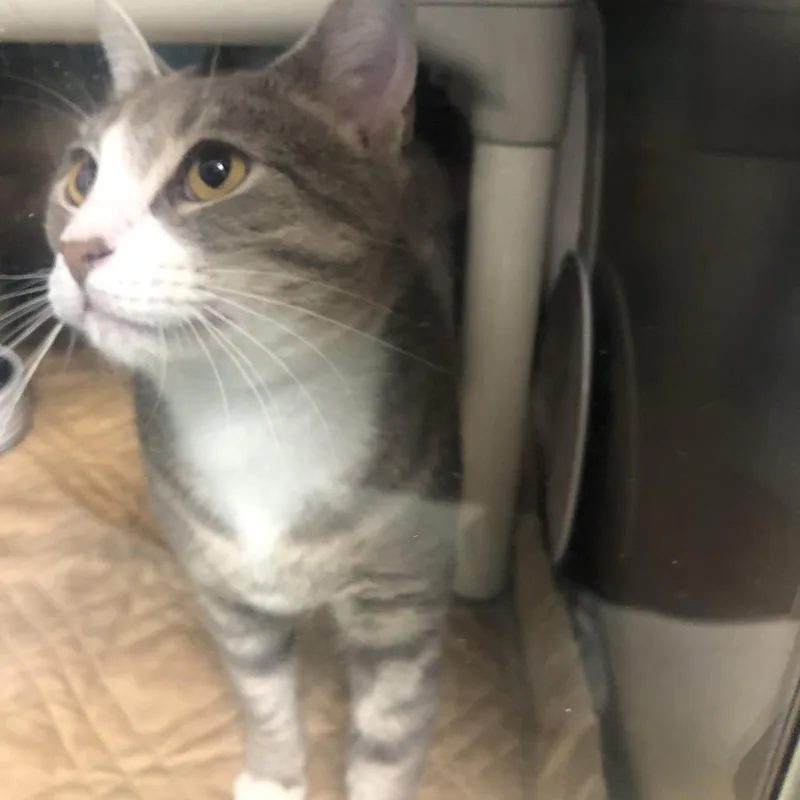An adult small-sized female Gray / Blue / Silver Domestic Short Hair cat named Manatee for adoption in Philadelphia, PA