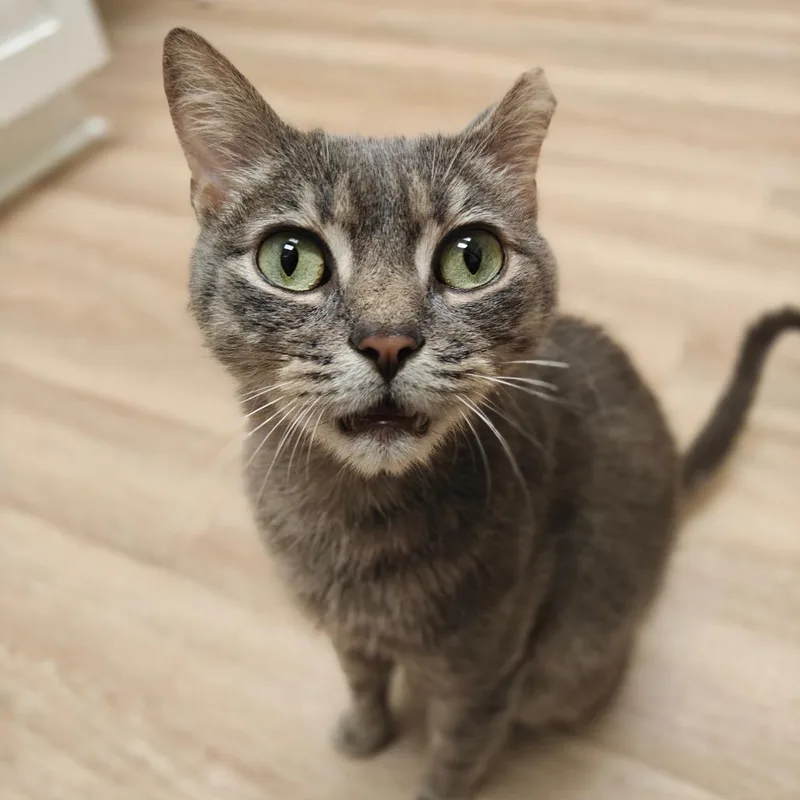 An adult medium-sized male Domestic Short Hair cat named Mr. Grey for adoption in Cumming, GA