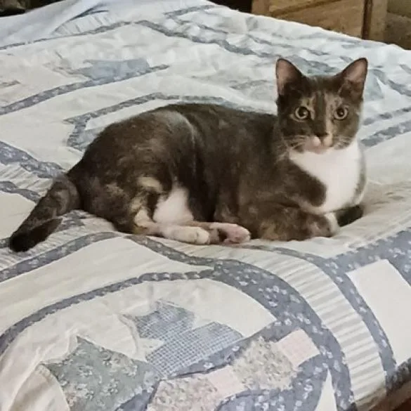 A senior extra large-sized female Domestic Short Hair cat named Alice for adoption in Bulverde, TX