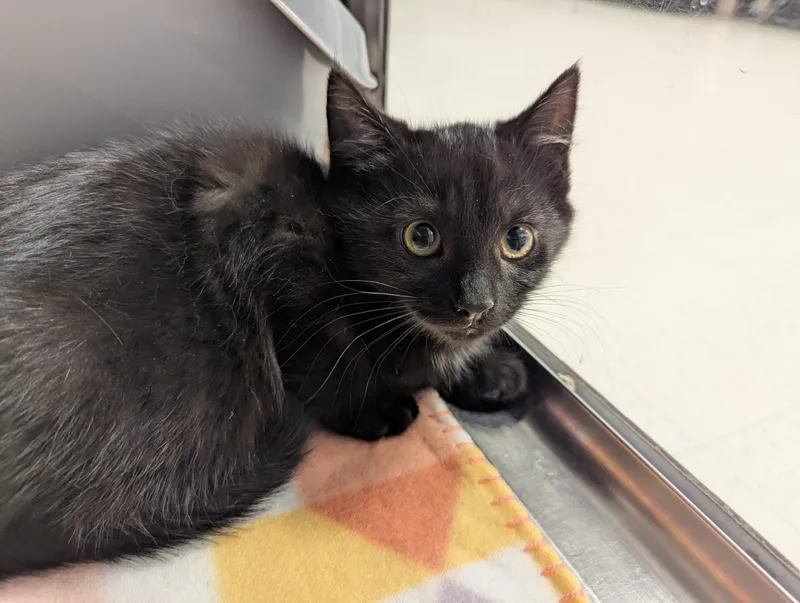 A baby small-sized female Black Domestic Short Hair cat named Lavonne for adoption in Seven Valleys, PA