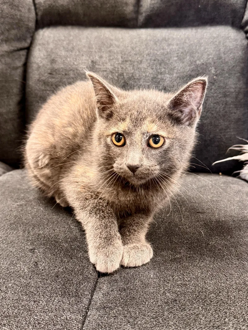 A baby medium-sized female Dilute Tortoiseshell Domestic Short Hair cat named Storm for adoption in Midland, MI