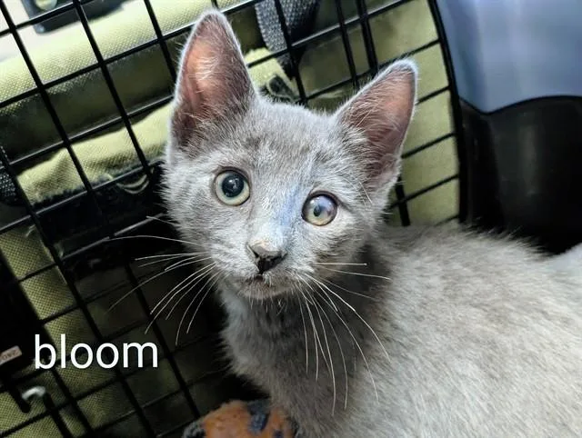 A baby small-sized female Domestic Short Hair cat named Bloom for adoption in Tucson, AZ