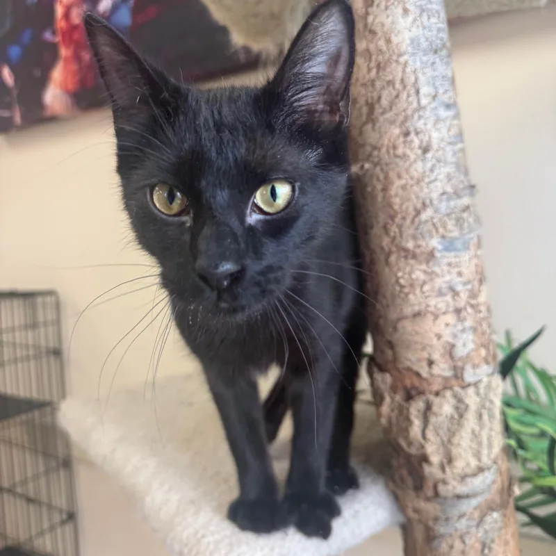 A young medium-sized male Black Domestic Short Hair cat named Simon for adoption in Madison, WI