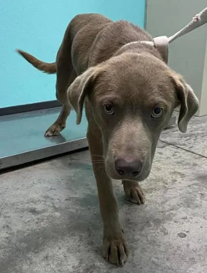 An adult large-sized male Weimaraner dog named Barkly for adoption in Lampasas, TX