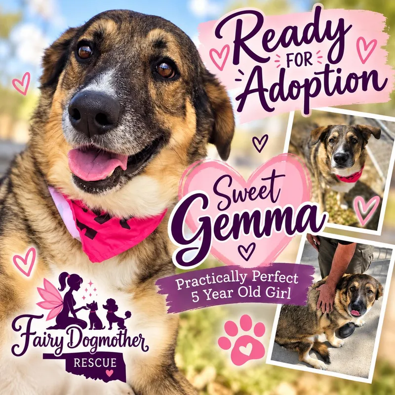An adult medium-sized female Brindle German Shepherd Dog named Gemma for adoption in Yukon, OK