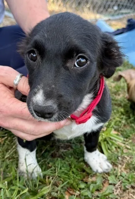 Marilyn Monroe thumbnail 3