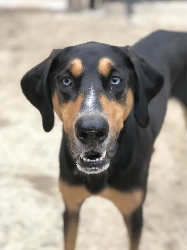 A young medium-sized male Coonhound dog named Blue for adoption in East Derry, NH