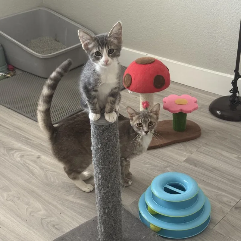 A baby small-sized female Gray / Blue / Silver Domestic Short Hair cat named Tofu for adoption in Las Vegas, NV