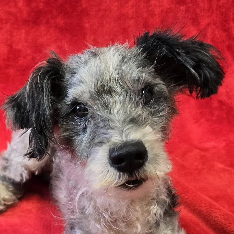An adult small-sized male Mixed Breed dog named Maverick for adoption in Frankfort, IN