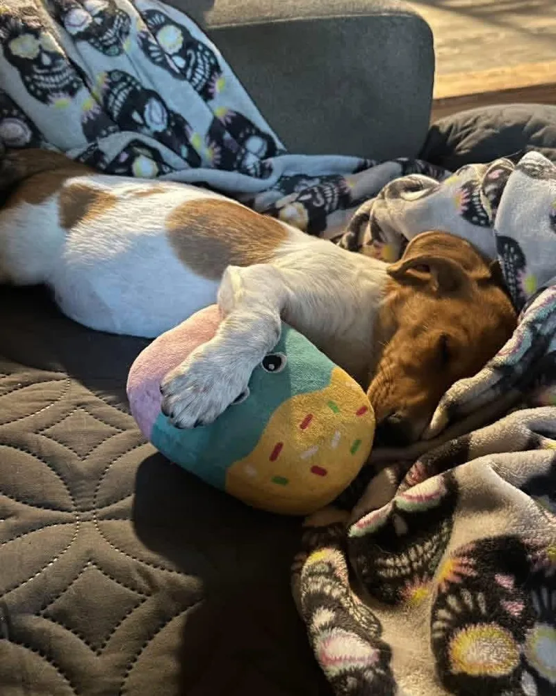 Tatertot thumbnail 2