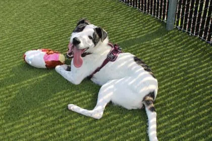 An adult large-sized male Shepherd dog named Dexter for adoption in Kansas City, MO