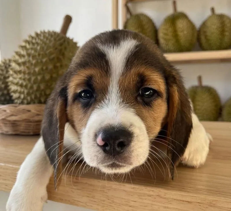 A baby small-sized male Beagle dog named Durian for adoption in Lavonia, GA