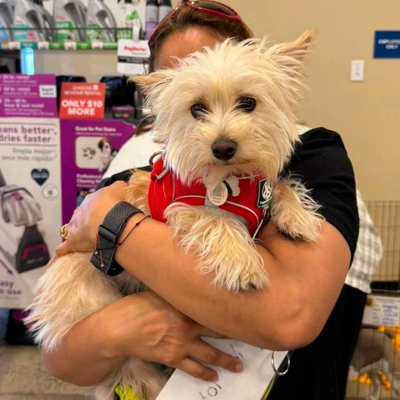 An adult small-sized male Yellow / Tan / Blond / Fawn Yorkshire Terrier dog named Cooper for adoption in Apple Valley, CA
