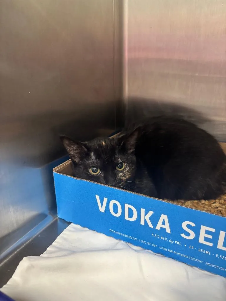 A baby medium-sized female Domestic Short Hair cat named Star for adoption in Danielsville, GA