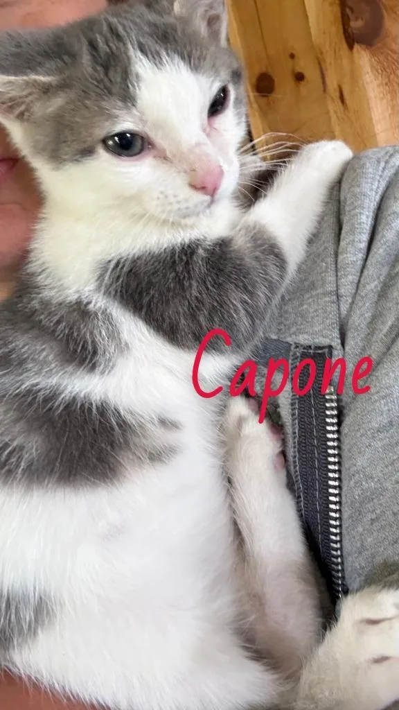 A baby medium-sized male Domestic Short Hair cat named Capone for adoption in Johnson City, TN