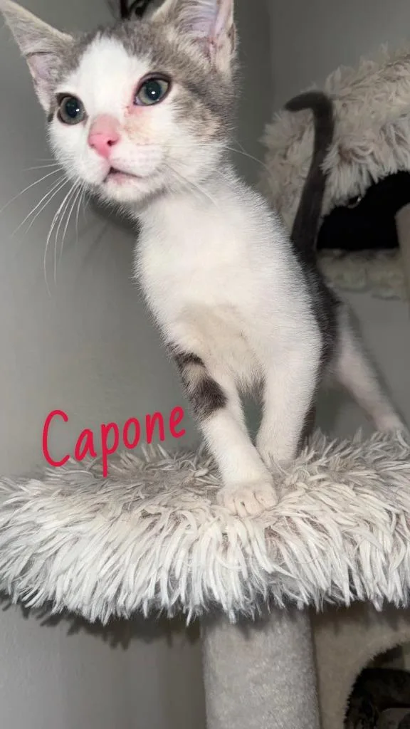 Capone thumbnail 2