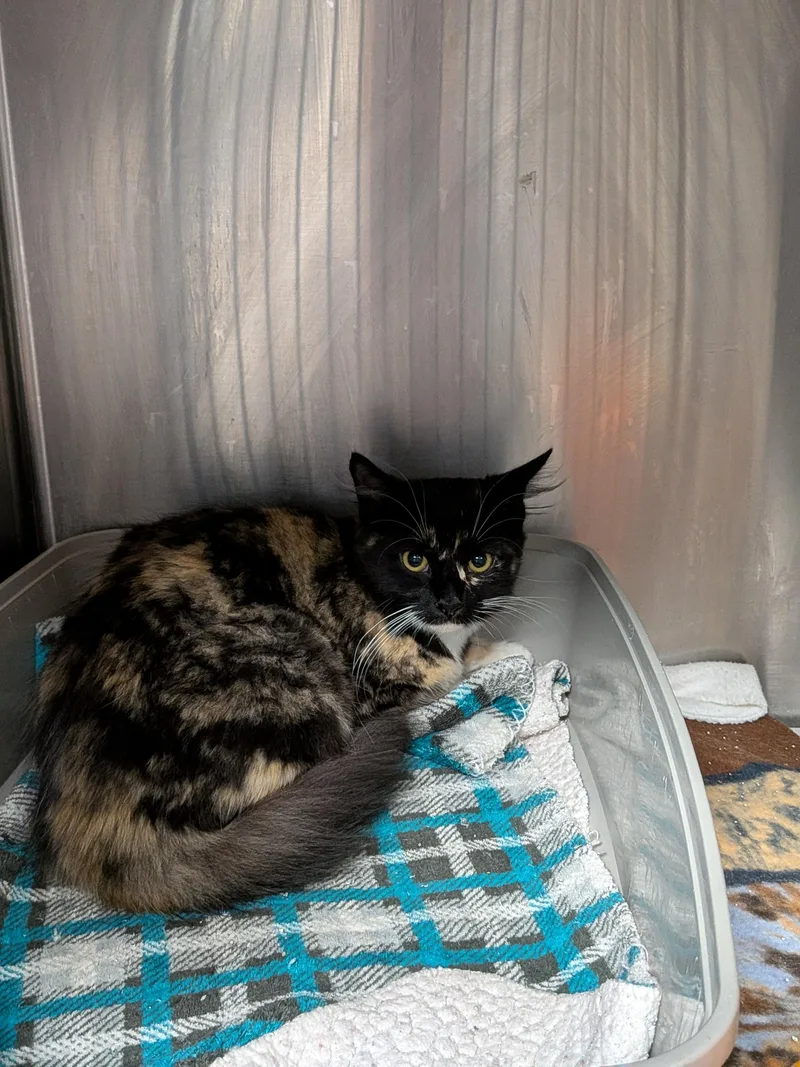 A baby medium-sized female Black Domestic Short Hair cat named Sparrow for adoption in Heathsville, VA