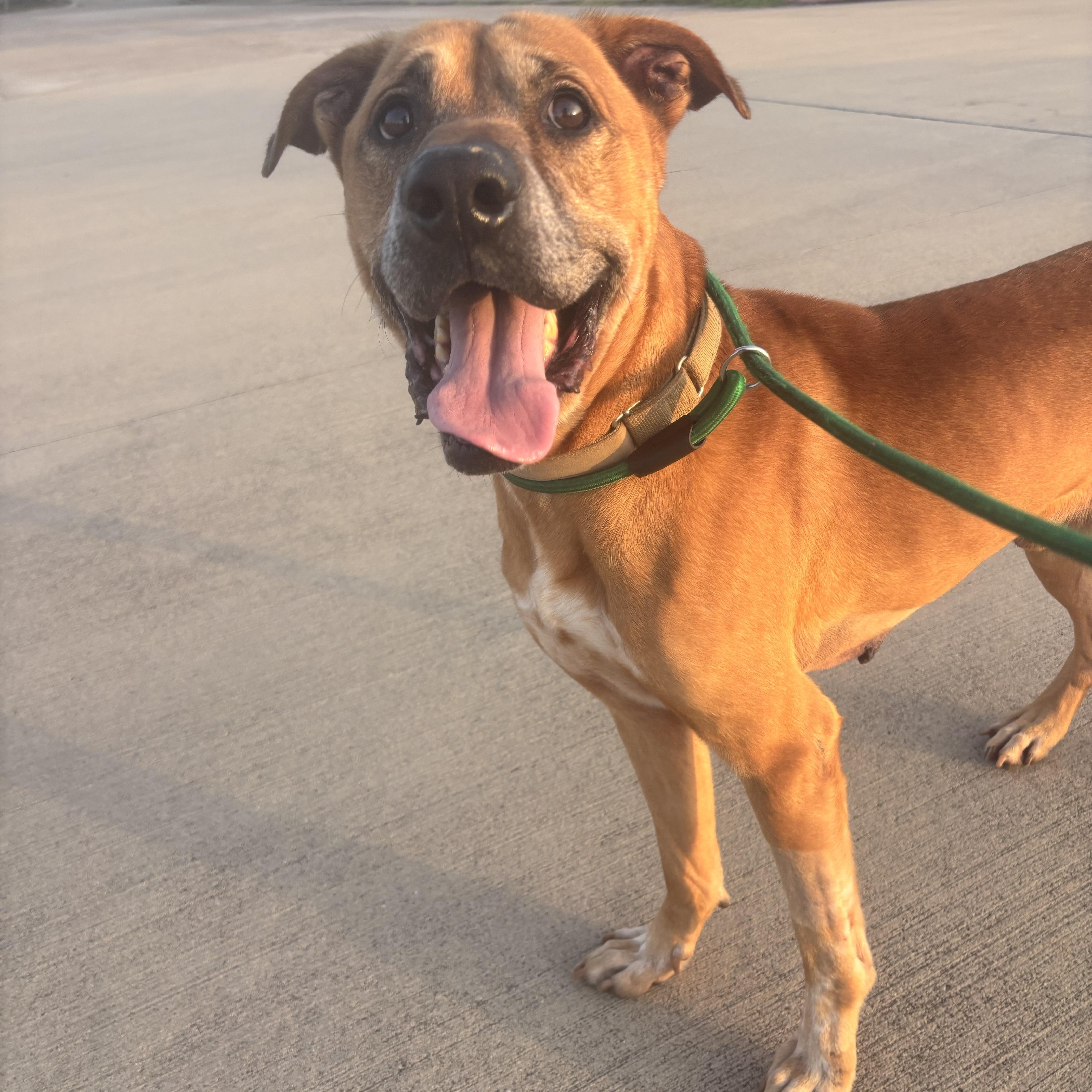 An adult large-sized male Bicolor American Staffordshire Terrier dog named Gordo for adoption in Pearland, TX