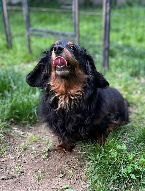 Ember thumbnail 3