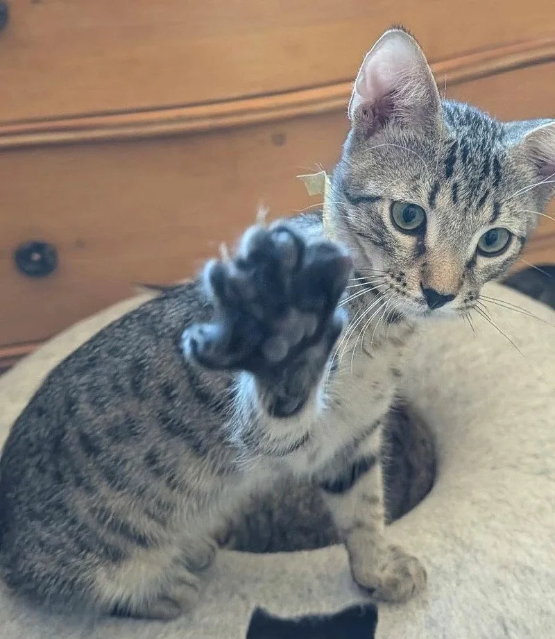 A young medium-sized male Domestic Short Hair cat named Explorer for adoption in Phoenix, AZ